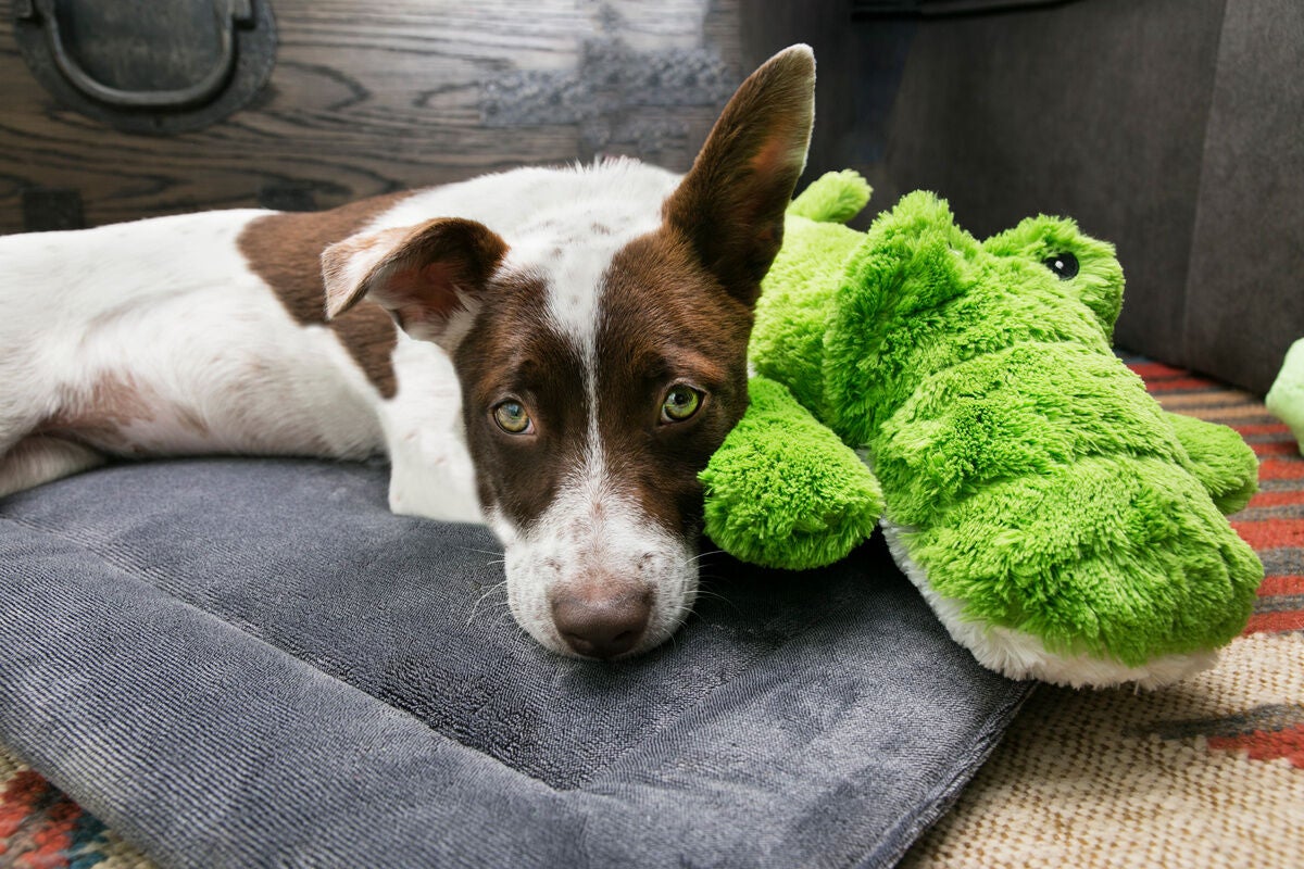 A dog lying on a cushion with a green plush alligator toy.